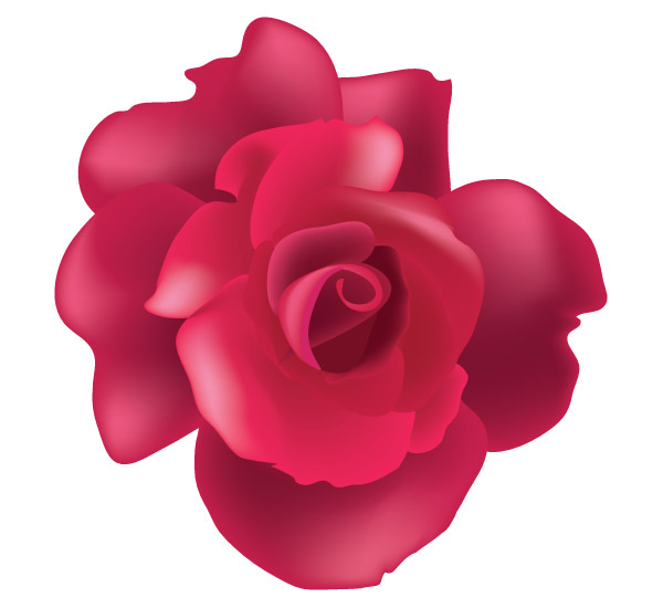 Vector Rose Flower Image