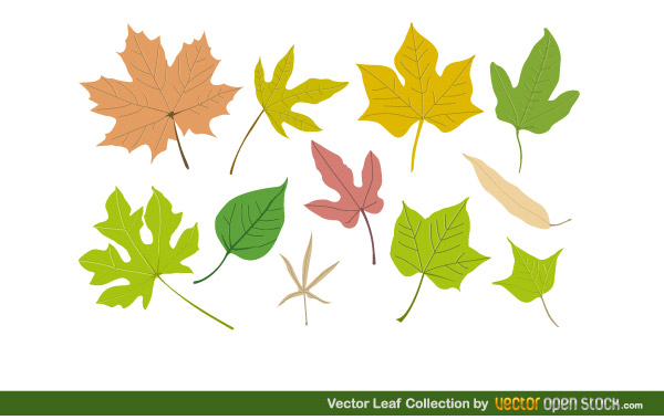 Free Vector Leaf Collection Free Vector Leaf Collection