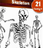 Skeleton-skull