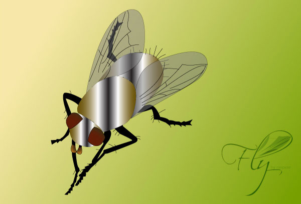 Fly Bug Insect Vector Fly Bug Insect Vector