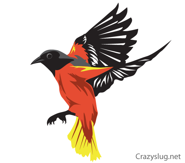 Free Oriole Bird Vector