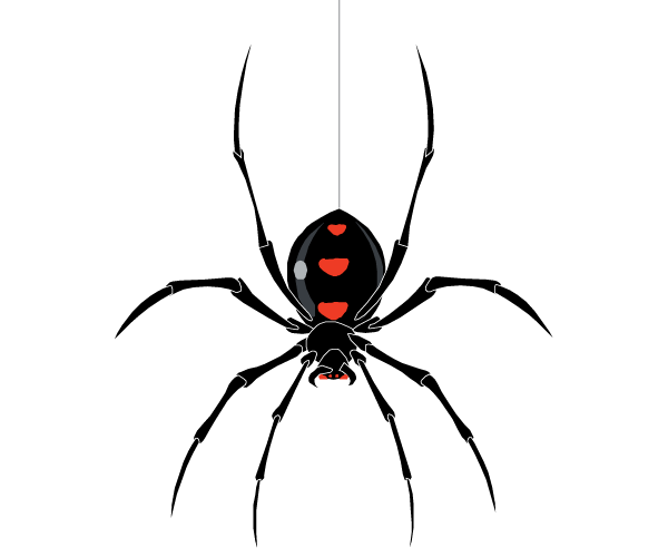 Spider Vector