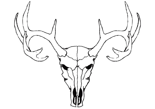 Deer Skull Free Vector Image Deer Skull Free Vector Image