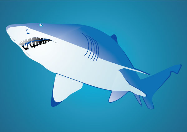 Vector Shark