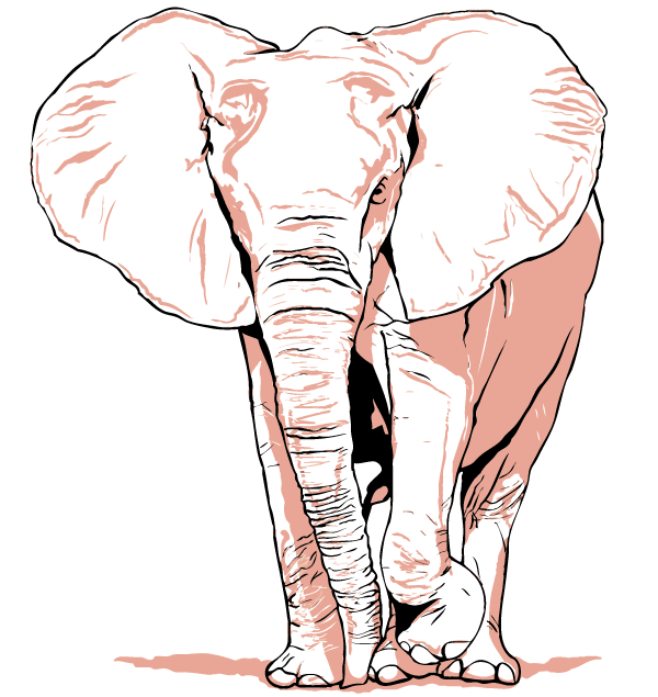 Vector Elephant Vector Elephant
