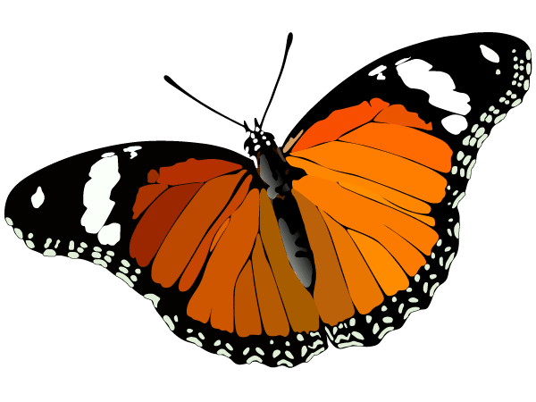 Download Vector Butterfly Image | Download Free Vector Art | Free ...