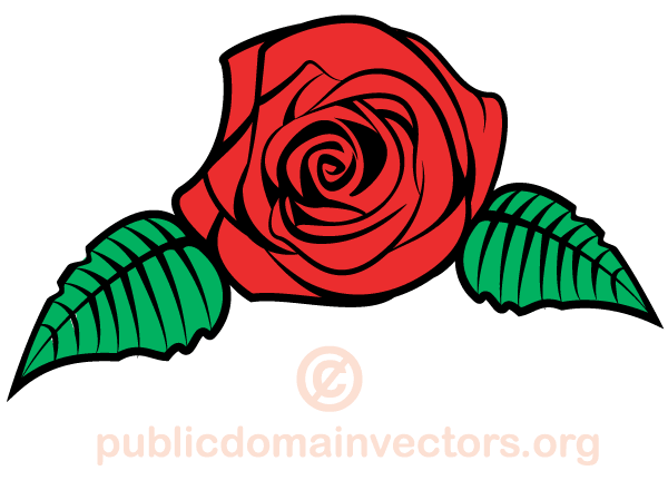 Rose Flower Vector Image