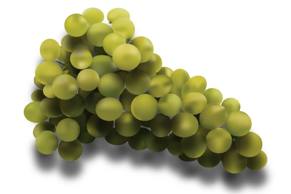 Grapes Vector Art