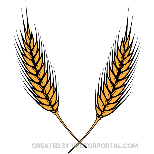 clipart of wheat - photo #40