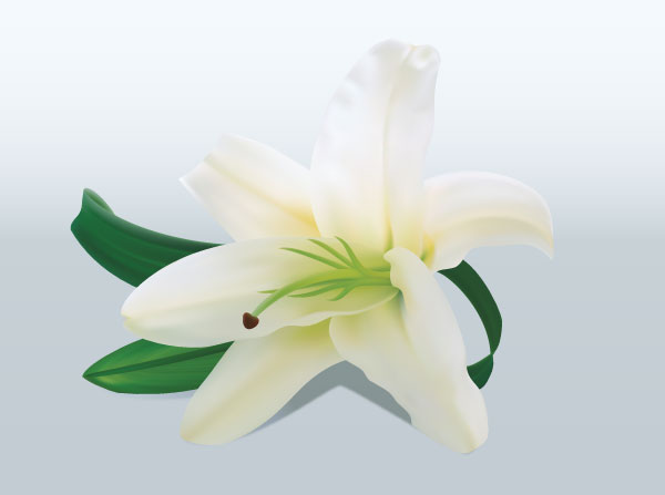 Lily Flower Lily Flower